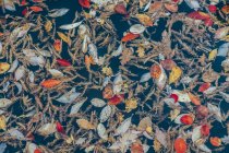 Full frame pattern of autumn leaves — Stock Photo
