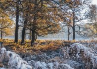 Alces entre heladas cubiertas de bosques otoñales, Richmond, Londres - foto de stock