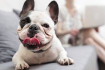 Close up retrato Bulldog francês com a língua para fora no sofá — Fotografia de Stock