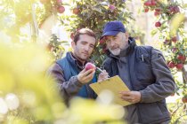 Чоловічі фермери з буферами, що вивчають червоне яблуко в саду — стокове фото