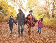 Familia joven cogida de la mano y caminando en los bosques de otoño - foto de stock