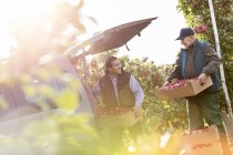 Мужчины-фермеры грузят яблоки в машину в солнечном саду — стоковое фото