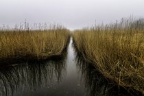 Grama tranquila crescendo na água, Avnoe, Dinamarca — Fotografia de Stock
