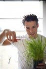 Man cutting potted plant with scissors — Stock Photo