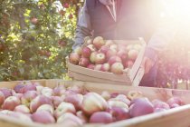 Мужчина-фермер опорожняет свежие собранные красные яблоки в мусорный бак в солнечном саду — стоковое фото