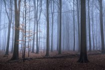 Feuilles d'automne sur petit arbre et sol forestier, Naestved, Danemark — Photo de stock