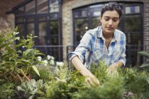 Молода жінка садівництво, перевірка рослин на патіо — стокове фото