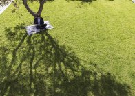 Empresário trabalhando, usando laptop no cobertor abaixo da árvore no quintal ensolarado — Fotografia de Stock