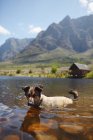 Портретная собака плавает в солнечном озере — стоковое фото
