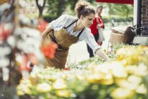 Floristería femenina revisando plantas en tienda de flores soleadas - foto de stock