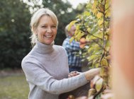 Mature caucasian couple picking fruits in domestic in garden — Stock Photo