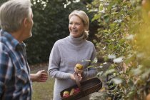 Mature caucasian couple picking fruits in domestic in garden — Stock Photo
