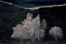 Árboles blancos tranquilos, Escocia - foto de stock