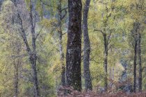 Alberi idilliaci autunnali nel bosco, Glen Affric, Scozia — Foto stock