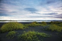 Césped verde creciendo en la remota playa de arena negra, Stokksnes, Islandia - foto de stock