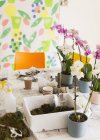 Orchidee e terriccio su tavola di classe di organizzazione floreale — Foto stock