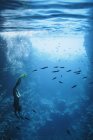 Junge Frau schnorchelt unter Wasser zwischen Fischen, Vava 'u, Tonga, Pazifik — Stockfoto