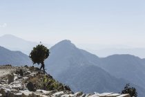 Человек с ветвями на солнечной горе, Супи Багешвар, Уттаракханд, Индийские Гималайские предгорья — стоковое фото