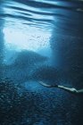Frau schnorchelt unter Wasser zwischen Fischschwärmen, Vava 'u, Tonga, Pazifik — Stockfoto
