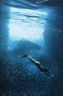 Jeune femme plongeant sous l'eau parmi les bancs de poissons, Vava'u, Tonga, Océan Pacifique — Photo de stock