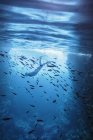 Frau schnorchelt unter Wasser zwischen Fischen, Vava 'u, Tonga, Pazifik — Stockfoto