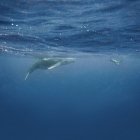 Femme plongée avec tuba près de Baleine à bosse veau sous-marin, Vava'u, Tonga, Océan Pacifique — Photo de stock