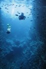 Мужчина и женщина ныряют под водой среди рыб, Ваву, Тонга, Тихий океан — стоковое фото