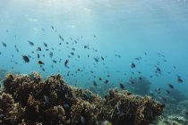 Poissons tropicaux nageant parmi les récifs sous-marins, Vava'u, Tonga, Océan Pacifique — Photo de stock
