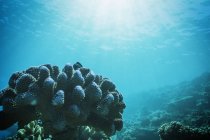 Sole splendente sulla barriera corallina tropicale sottomarina, Vava'u, Tonga, Oceano Pacifico — Foto stock