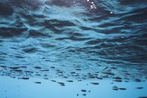 Fish swimming underwater below surface, Vava'u, Tonga, Pacific Ocean — Stock Photo