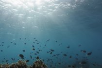 Sole splendente sui pesci tropicali che nuotano sott'acqua, Vava'u, Tonga, Oceano Pacifico — Foto stock