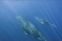 Ballena jorobada y ternera nadando bajo el agua, Vava 'u, Tonga, Océano Pacífico - foto de stock