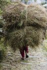 Man carrying bundles of grass, Supi Bageshwar, Uttarakhand, Indian Himalayan Foothills — Stock Photo