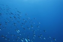 Scuola di pesci che nuotano sott'acqua nell'oceano blu, Lava'u, Tonga, Oceano Pacifico — Foto stock