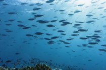 Scuola di pesci tropicali che nuotano sott'acqua nell'oceano blu, Lava'u, Tonga, Oceano Pacifico — Foto stock