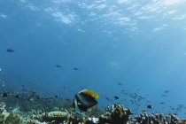 Тропические рыбы, плавающие под водой среди рифов в идиллическом океане, Ваву, Тонга, Тихий океан — стоковое фото