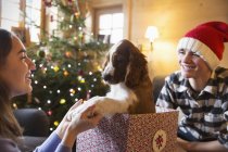 Брат и сестра играют с собакой в рождественской подарочной коробке — стоковое фото