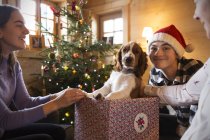 Портретна сім'я грає з собакою в різдвяній подарунковій коробці — стокове фото
