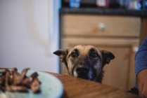 Eifriger Hund beobachtet Futter auf dem Teller — Stockfoto