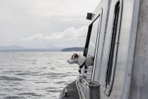 Cute dog looking out boat window onto river, Campbell River, British Columbia, Canada — Stock Photo