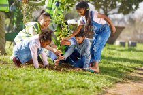 Дети-волонтеры, помогающие сажать деревья в солнечном парке — стоковое фото
