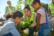 Woman and children volunteers planting herbs in sunny park — Stock Photo