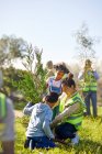 Family volunteers planting tree in sunny park — Stock Photo