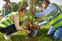 Freiwillige pflanzen Baum im Park — Stockfoto