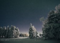 Cielo stellato notturno su idilliaci alberi innevati, Svezia — Foto stock
