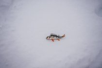 Dead fish laying on snow — Stock Photo