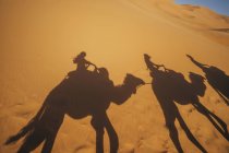 Sombras de pessoas montando camelos no deserto arenoso, Saara, Marrocos — Fotografia de Stock