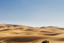 Camellos cruzando soleado, desierto arenoso remoto, Sahara, Marruecos - foto de stock