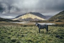 Дикая лошадь в тишине, отдаленный ландшафт, Сноудония, Великобритания — стоковое фото