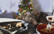 Hunger dog looking at plates with Christmas lunch — Stock Photo